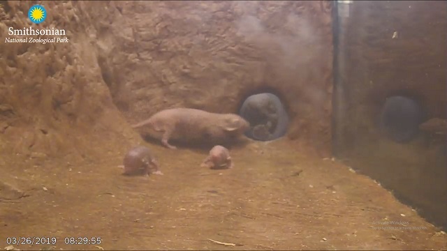 Webcam naked mole-rats, Smithsonian's National Zoo,Wild animals online - Live  Cam