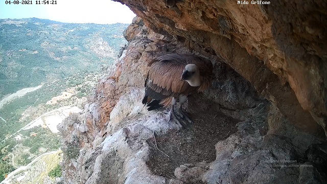 Webcam Nest of Griffon vulture, Wild animals online - Online Live Cam