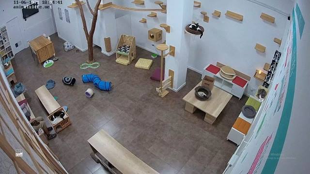 Webcam "Gutuari" sitio de convivencia para gatos , Animalslife - línea ...