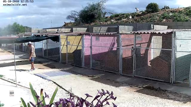 Webcam Noah S Ark Dog Sanctuary Animalslife Online Live Cam Webcam Noah S Ark Dog Sanctuary Animalslife Online Live Cam